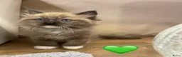 Ragdoll cats for sale: Beautiful Ragdolls  - Advert 29