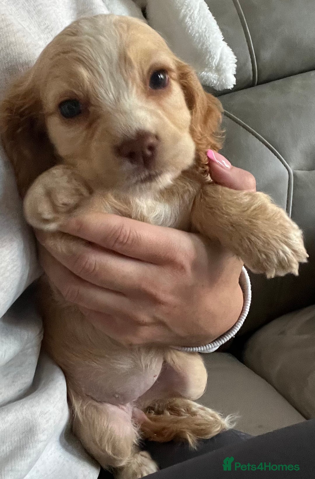 Cocker Spaniel dogs for sale: Cocker spaniel pups 🐾 - Image 16