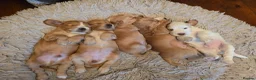 Cocker Spaniel dogs for sale: KC registered Show Cocker Spaniels  - Advert 3