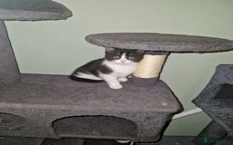 Mixed Breed cats for sale: Kittens - Image 11
