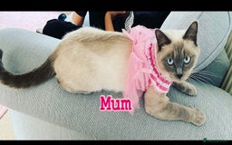 British Shorthair cats for sale: Solid Black British Shorthair  - Image 6