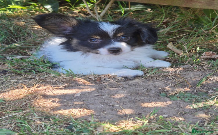 Papillon dogs - Advert 1