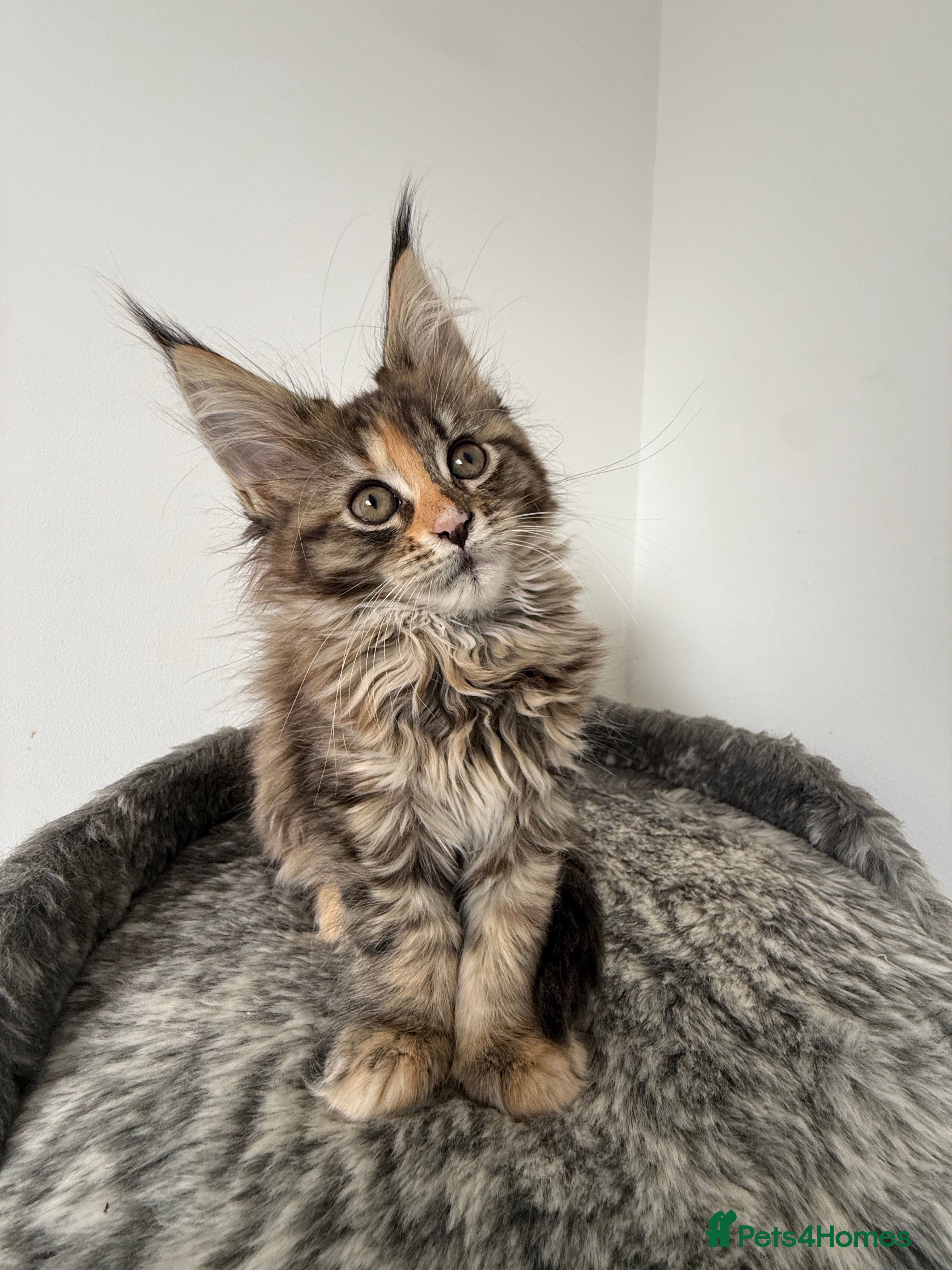 Maine Coon cats 🐾 Georgous TICA Maine Coon Kittens🐾 - Advert 2