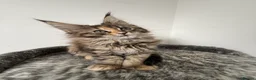 Maine Coon cats for sale: 🐾 Georgous TICA Maine Coon Kittens🐾 - Advert 2