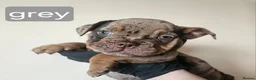 Olde English Bulldogge dogs for sale: Olde English Bulldoge litter of 8 - Advert 37