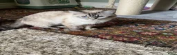 Ragdoll cats for sale: Gccf registered ragdoll kittens  in Bridlington - Advert 1