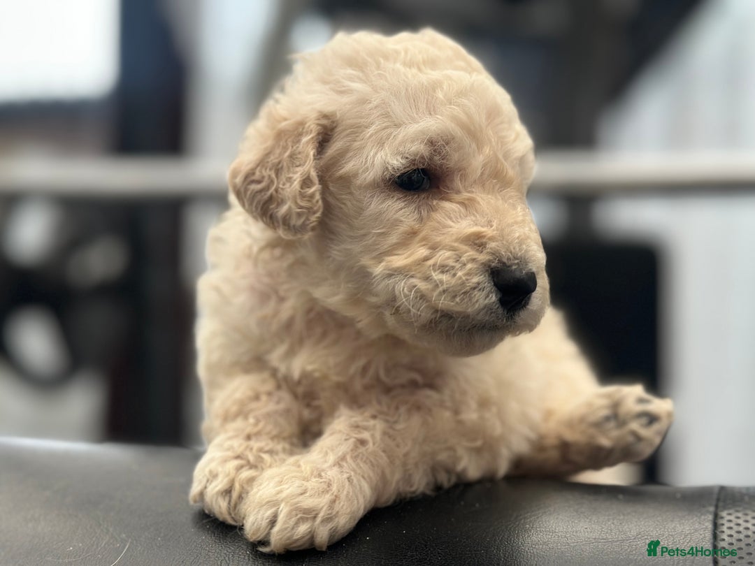 Goldendoodle dogs for sale: F1B STANDARD GOLDENDOODLE - Advert 8