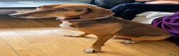 Mixed Breed dogs for adoption: ALFIE - 8 Year Old, Gentle Boy in Ilkeston - Advert 6