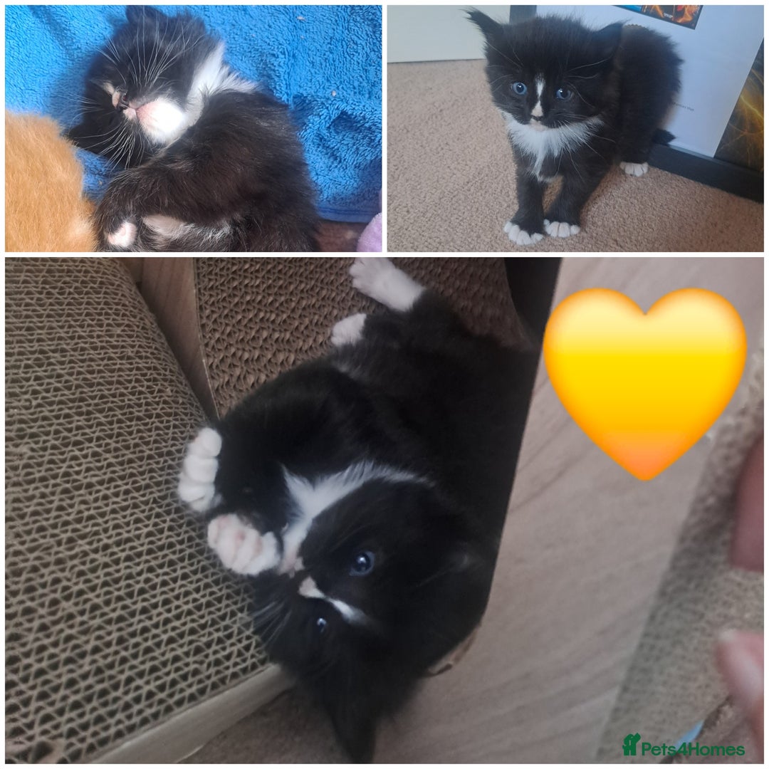 Mixed Breed cats for sale: 4 kittens for sale 🙂 - Image 4