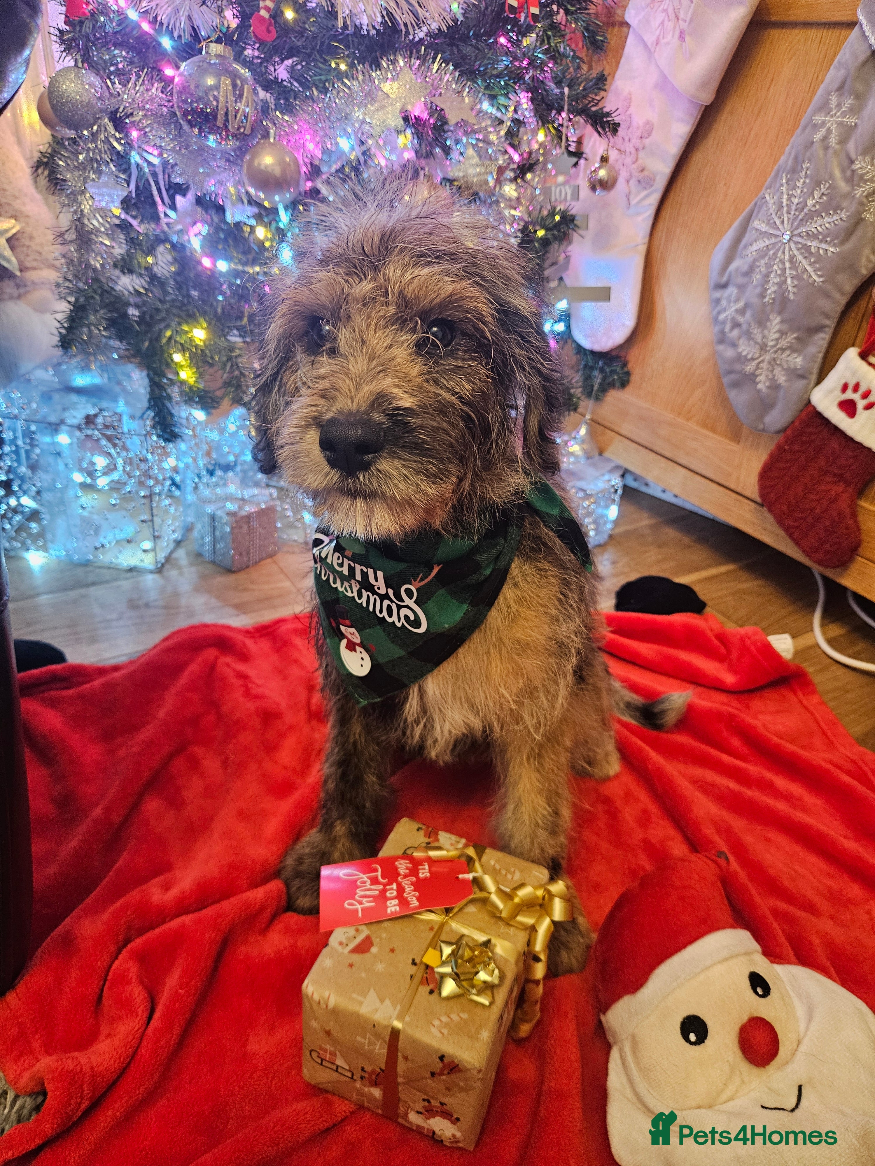 Mixed Breed dogs Rottweiler x poodle puppies ✨️fully vaccinated✨️ - Advert 12