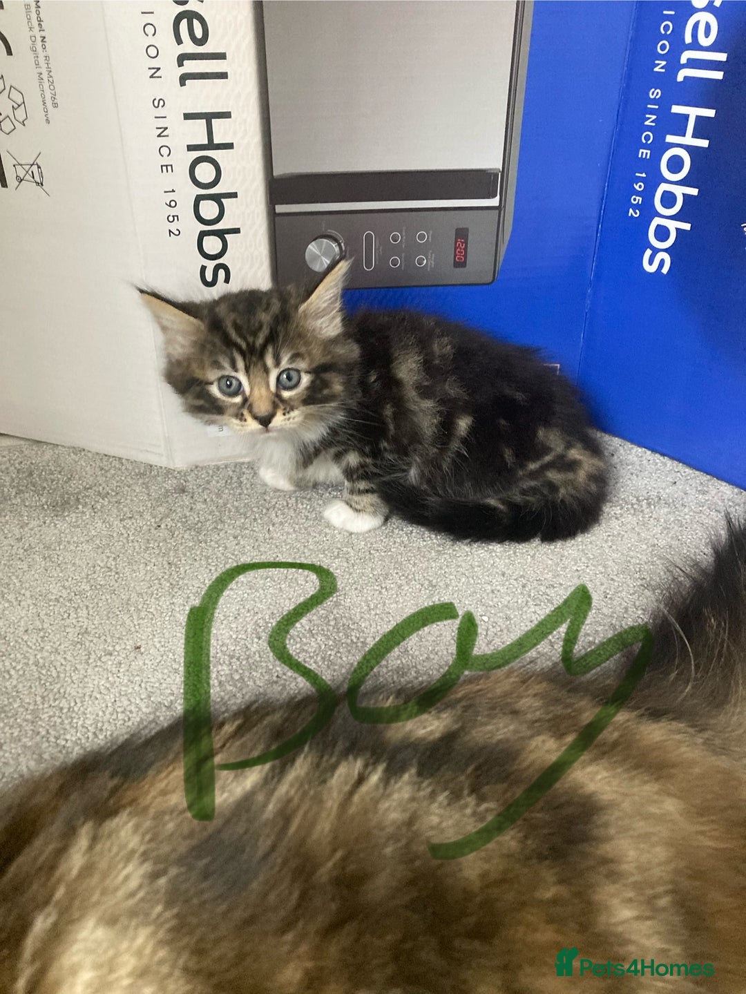 Mixed Breed cats for sale: Big fluffy kittens for sale part Maine coon - Image 10