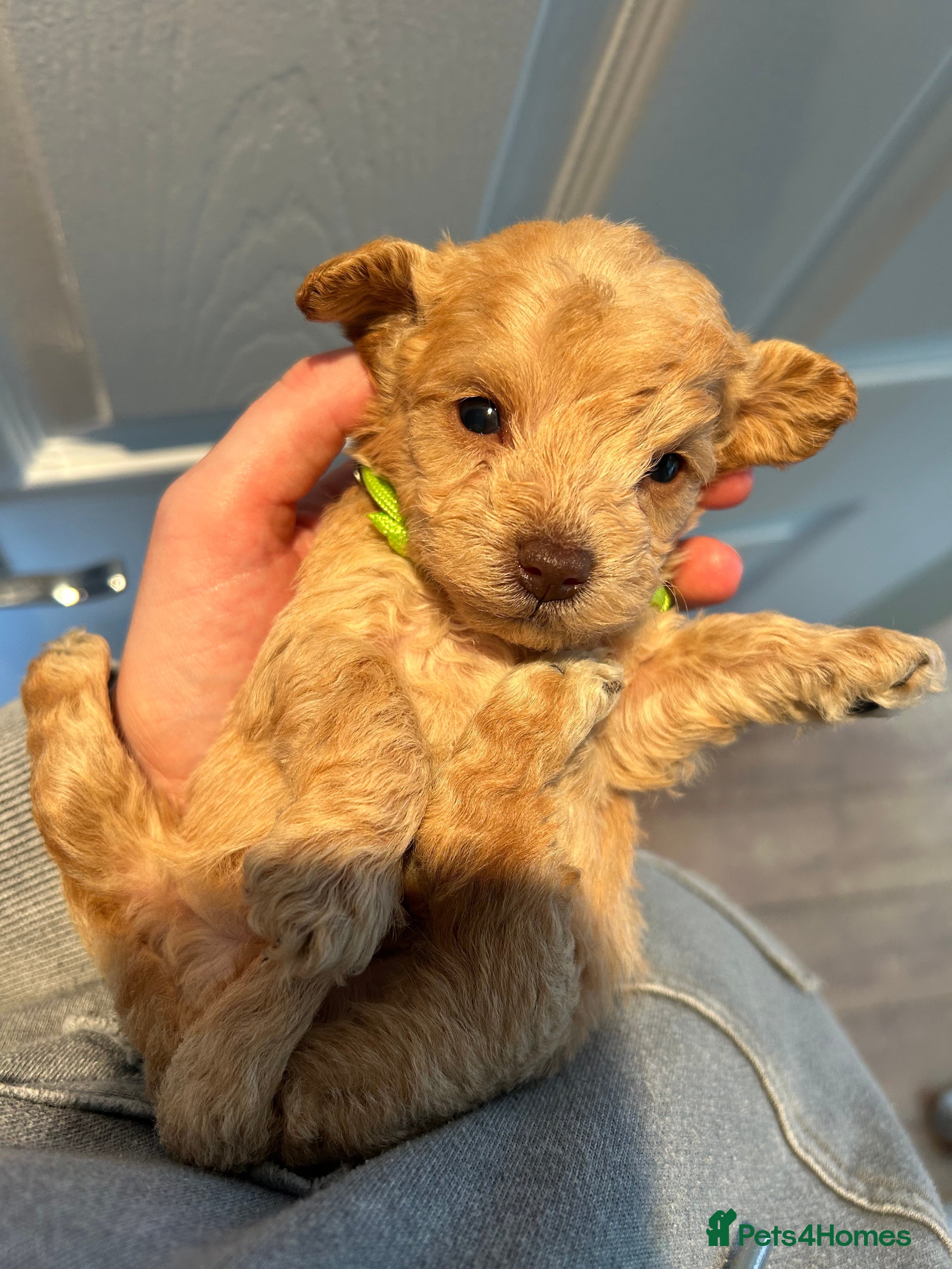 Maltipoo dogs Chocolate & tan Maltipoos (TOY!) - Advert 5