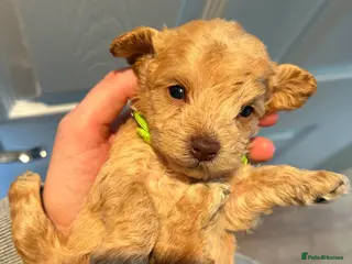 Maltipoo dogs Chocolate & tan Maltipoos (TOY!) - Advert 5