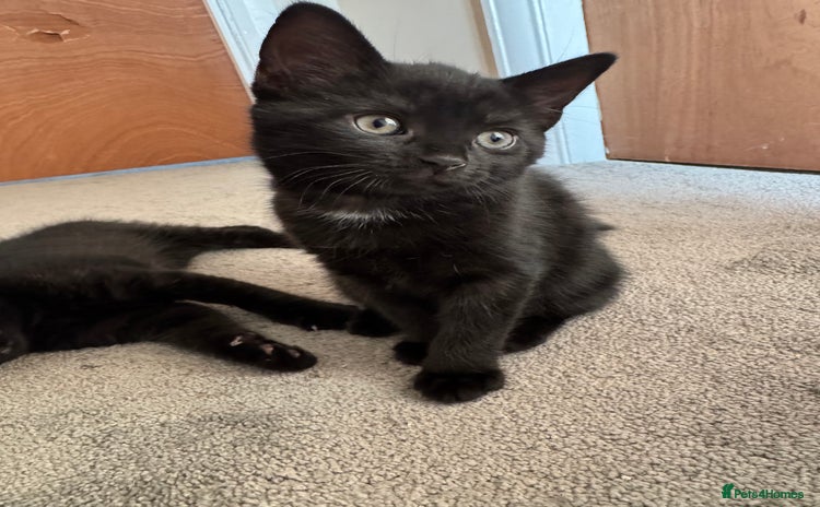 Mixed Breed cats - Advert 1