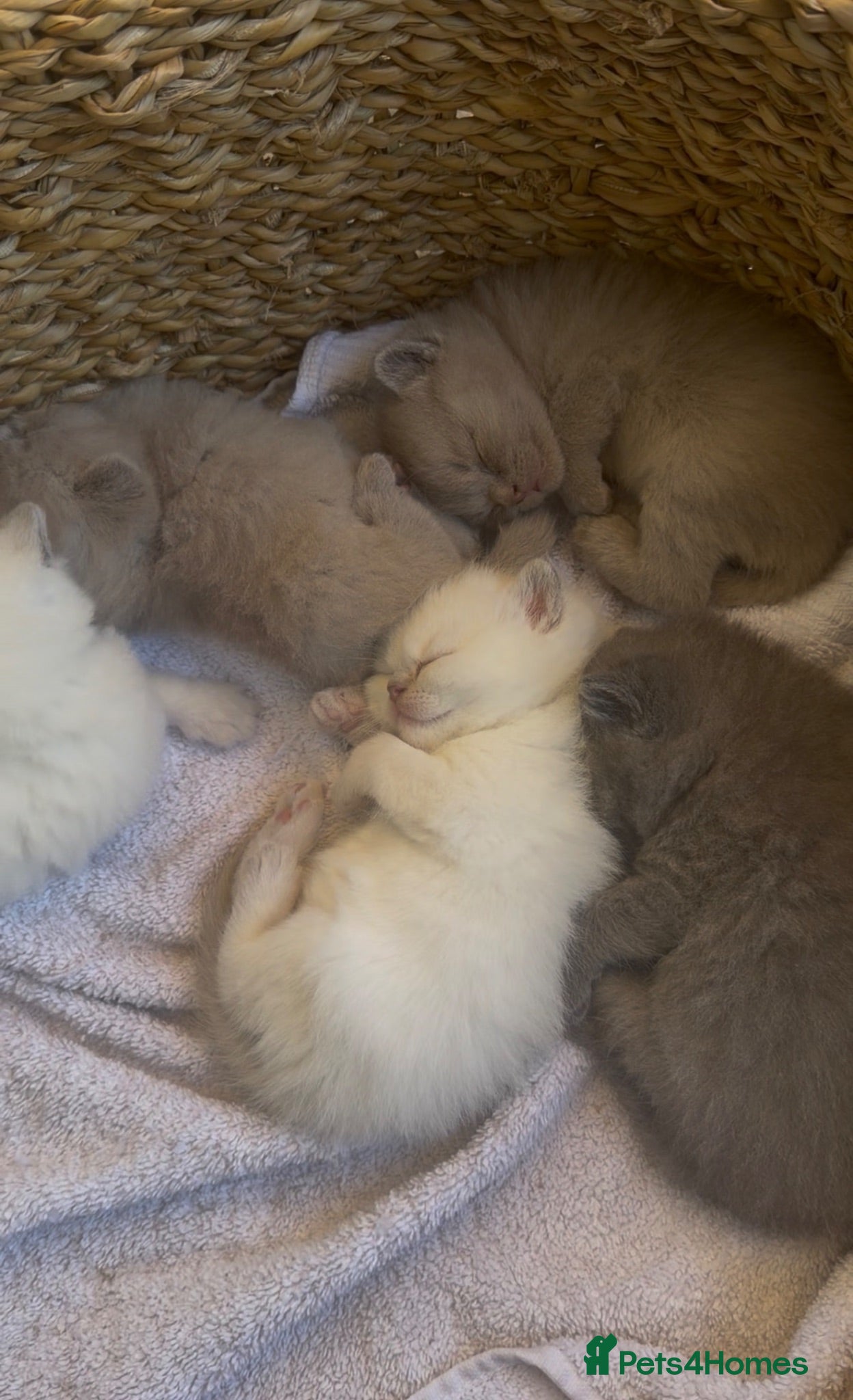 British Shorthair cats 4 British Shorthair Kittens - Advert 6