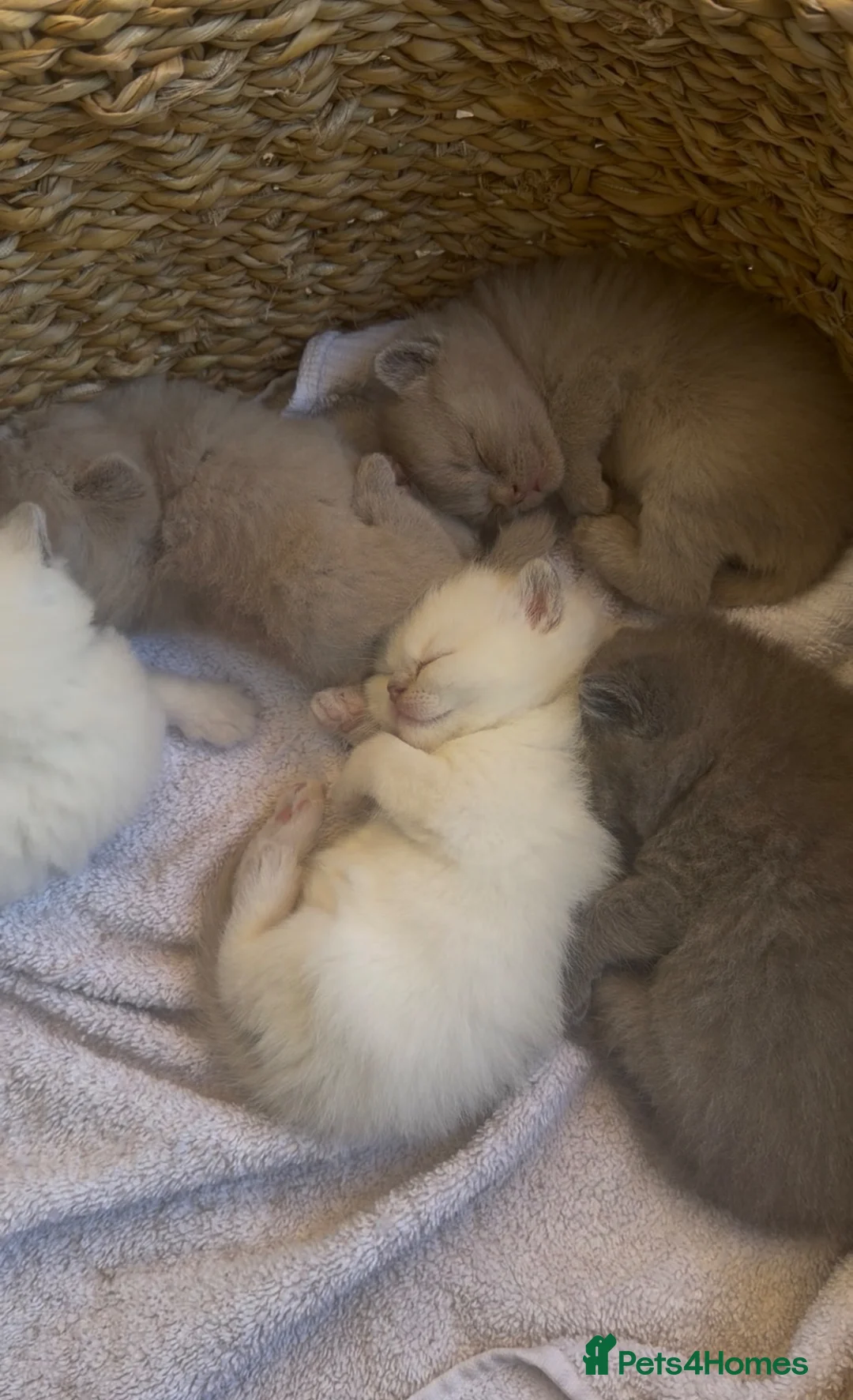 British Shorthair cats for sale: 4 British Shorthair Kittens in Batley - Advert 1