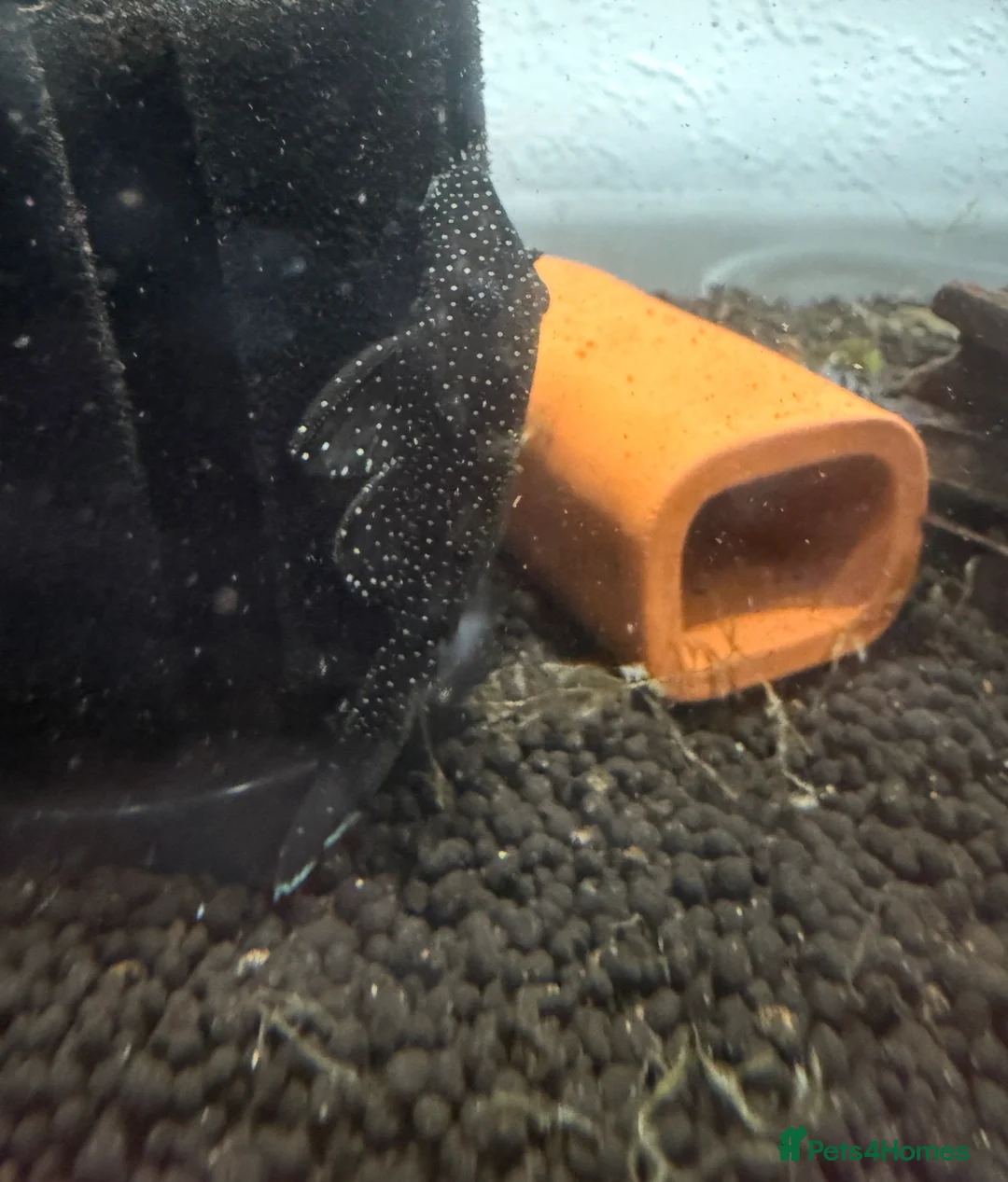 Plecos fish for sale: Peppermint plecos - Advert 1