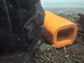 Plecos fish Peppermint plecos - Advert 7