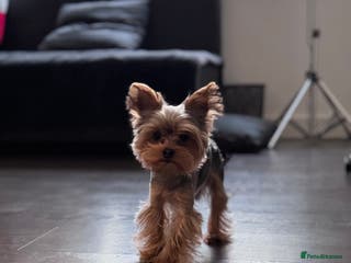 Yorkshire Terrier dogs STUD !!!boy mini Pure breed Yorkshire Terrier stud in London - Advert 5