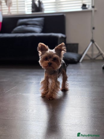 Yorkshire Terrier dogs in London - Advert 1