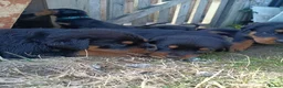 Rottweiler dogs for sale: Rottweiler puppies  - Advert 38