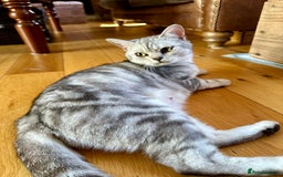 British Shorthair cats for sale: Gorgeous British Shorthair Babies.  - Image 12