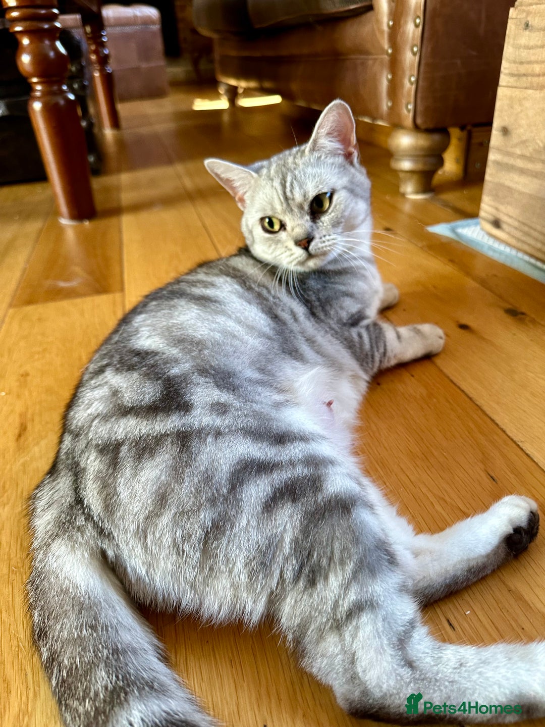 British Shorthair cats for sale: Gorgeous British Shorthair Babies.  - Image 12