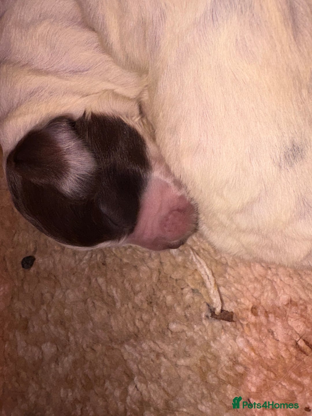 Sprocker dogs for sale: Spaniel puppies for sale - Advert 3