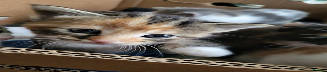 Mixed Breed Kitten 2