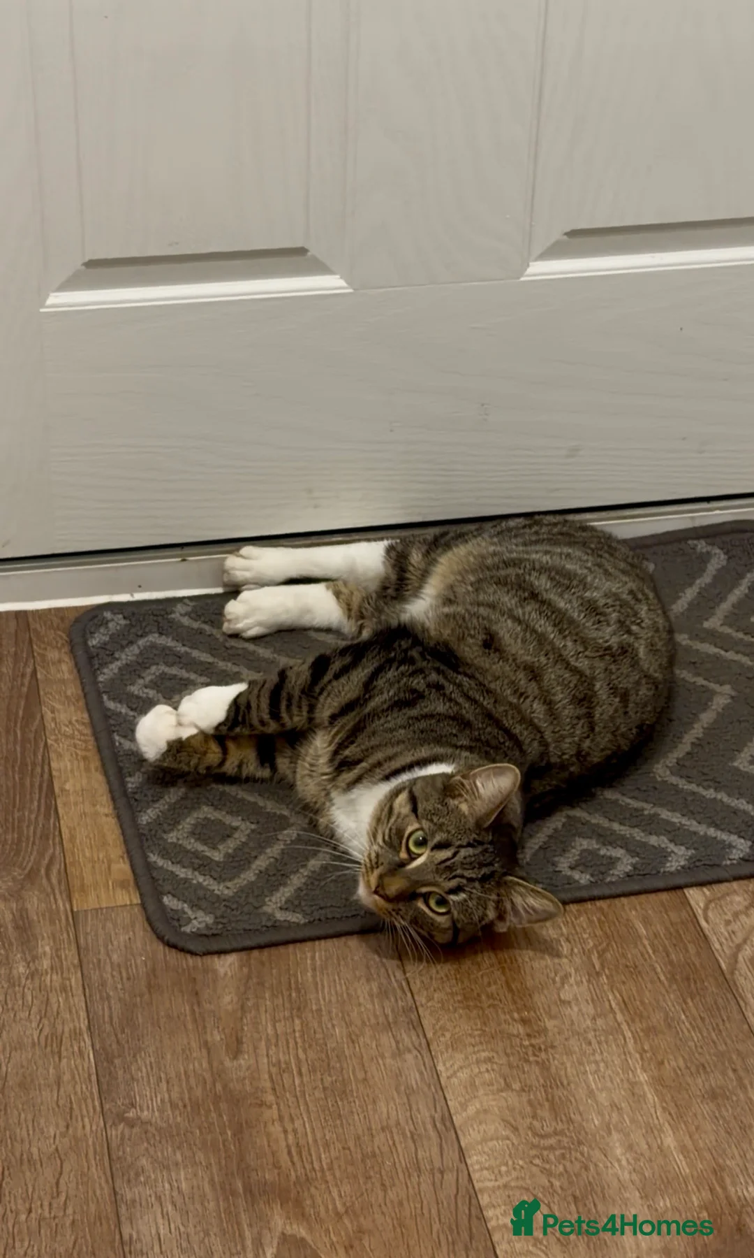 Mixed Breed cats for sale: 1 year old male cat - Advert 3