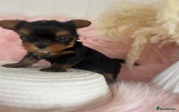 Yorkshire Terrier dogs for sale: 4 boys available  in London - Image 14