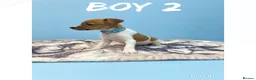 Jack Russell dogs for sale: Jack Russell puppies  - Advert 2