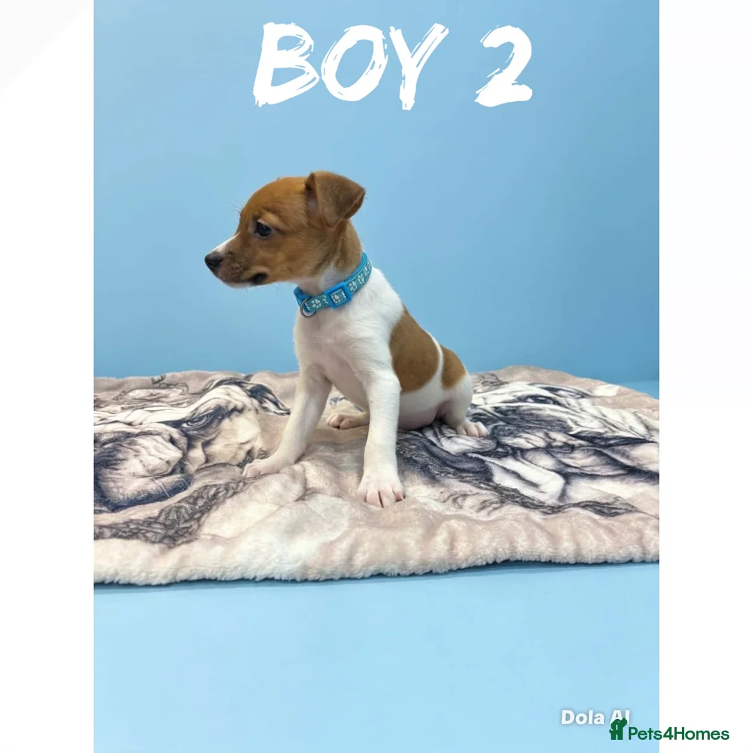 Jack Russell dogs for sale: Jack Russell puppies  - Advert 2