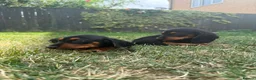 Mixed Breed dogs for sale: 🐾 Mini Bassets 🐾 - Advert 17