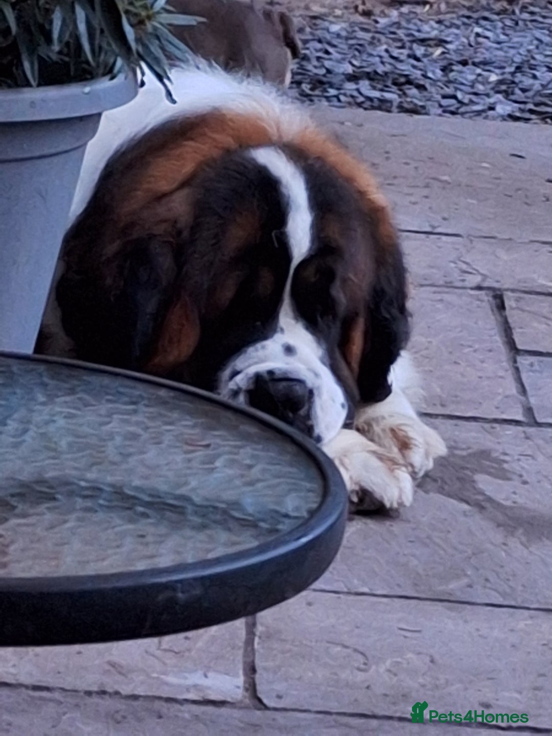 Saint Bernard dogs for stud: Stunning KC reg saint Bernard for stud.  in Chester - Image 26