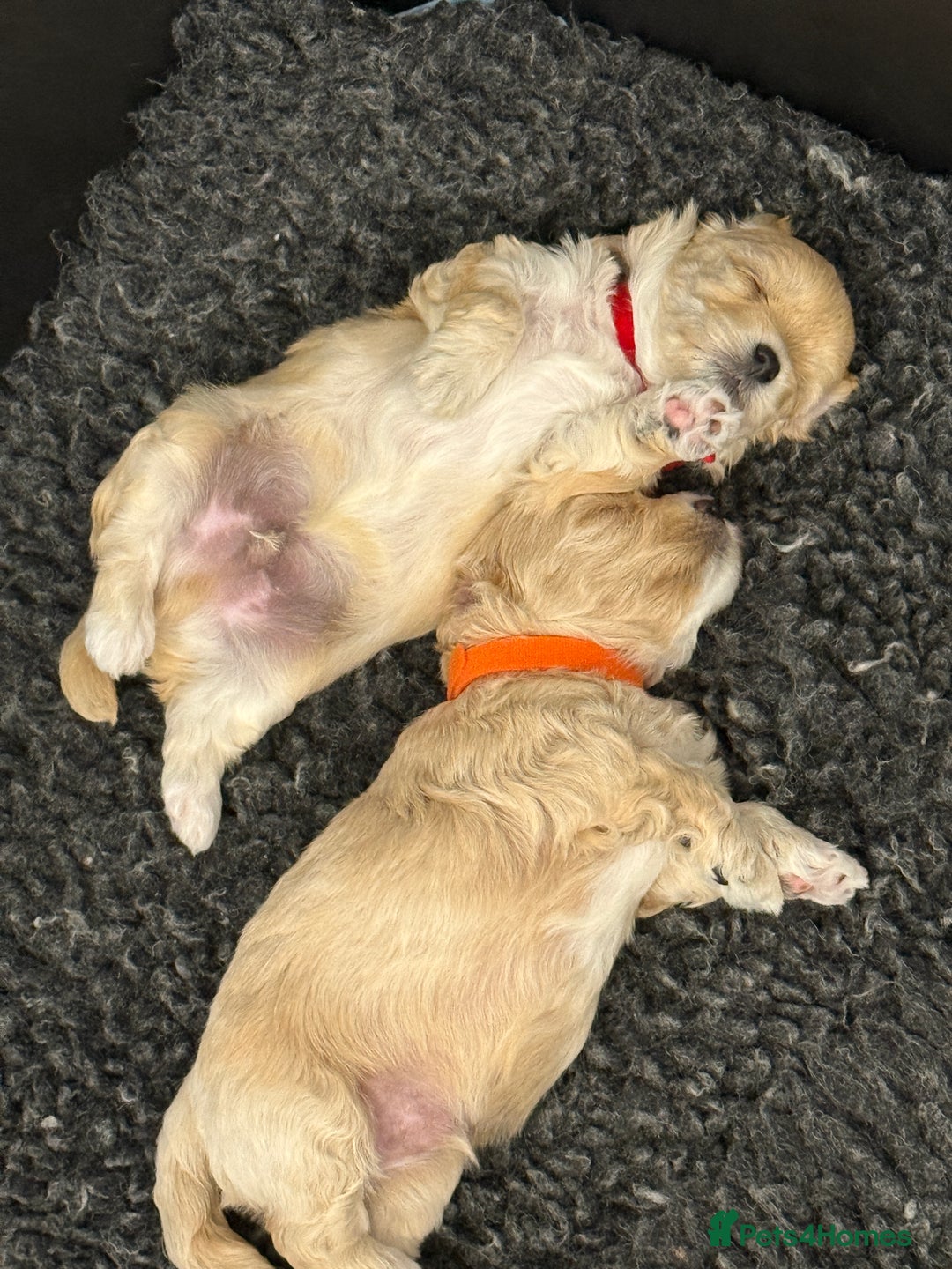 Maltipoo dogs for sale: Beautiful Male Maltipoo F1 Pups - Image 12