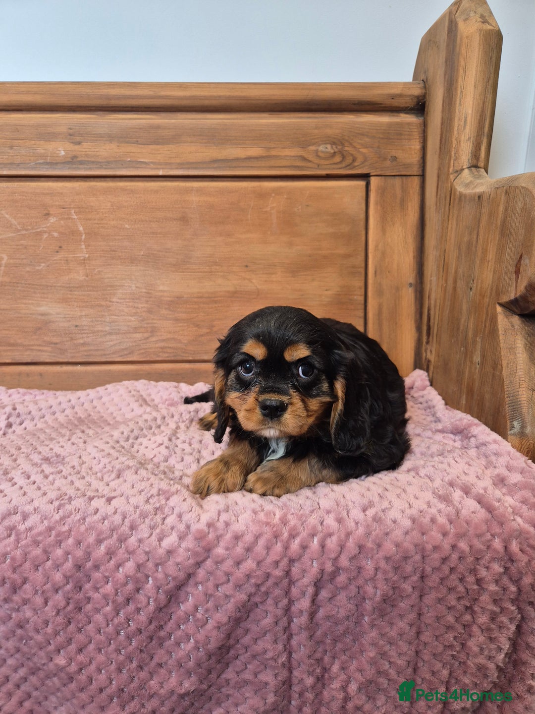 Cavalier King Charles Spaniel dogs for sale: Cavalier King Charles Spaniels - Image 8