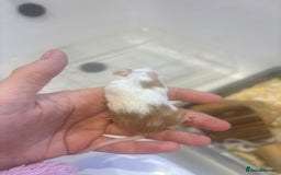 Mouse rodents for sale: MALE Mice - Advert 4