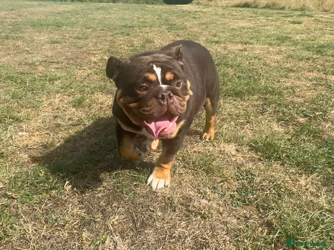English Bulldog dogs for sale: Chocolate Tri female English bulldog  - Image 2