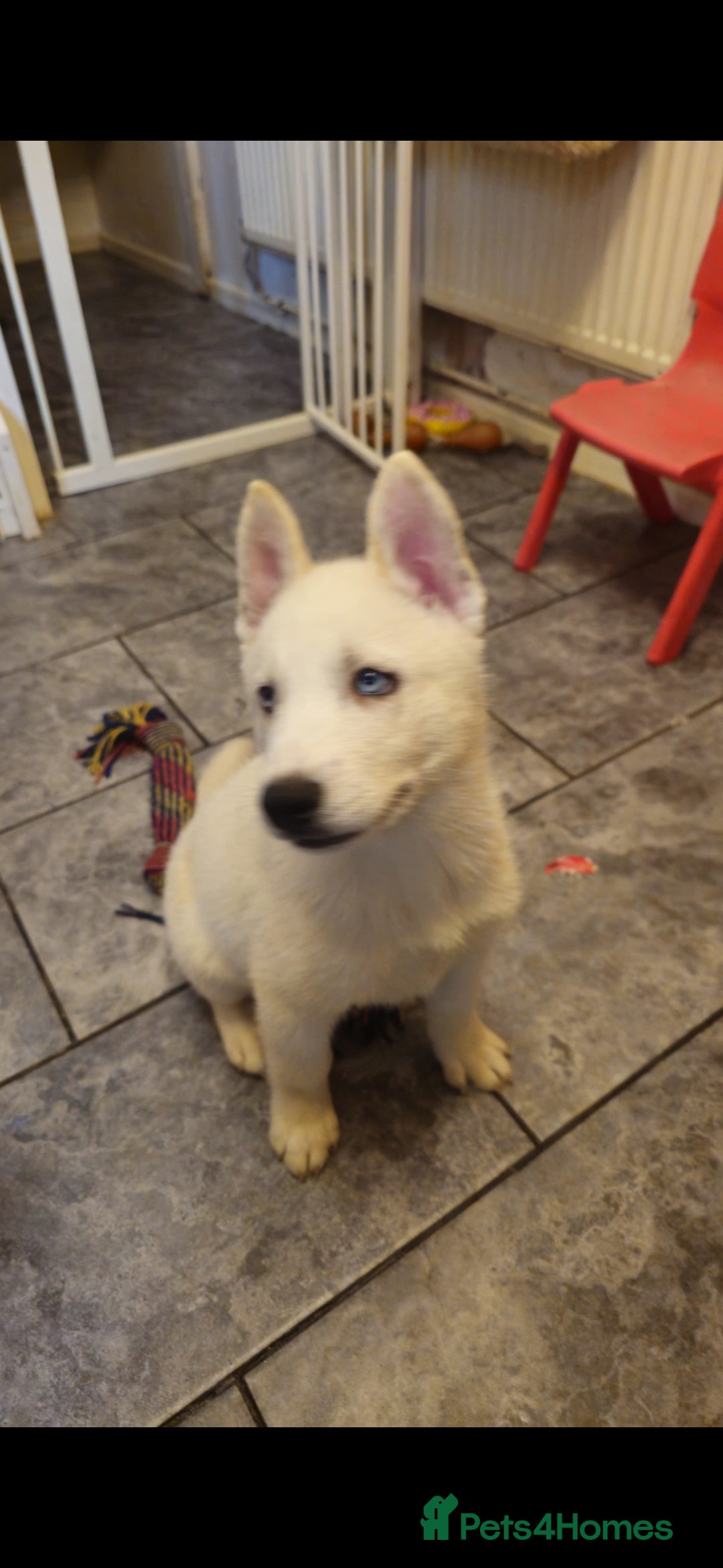 Siberian Husky dogs for sale: Siberian Husky Puppies for Sale - Advert 8