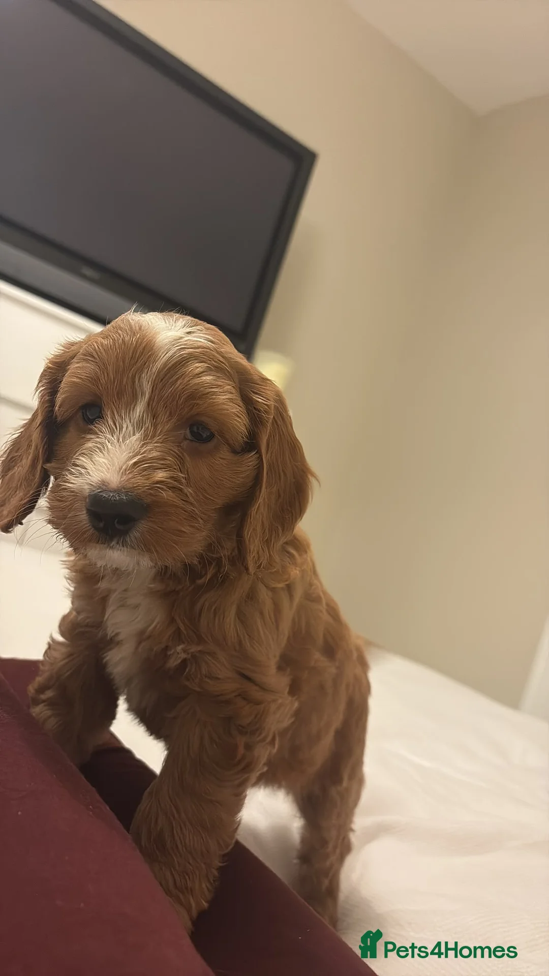 Sproodle dogs for sale: Sproodle puppy - Advert 2