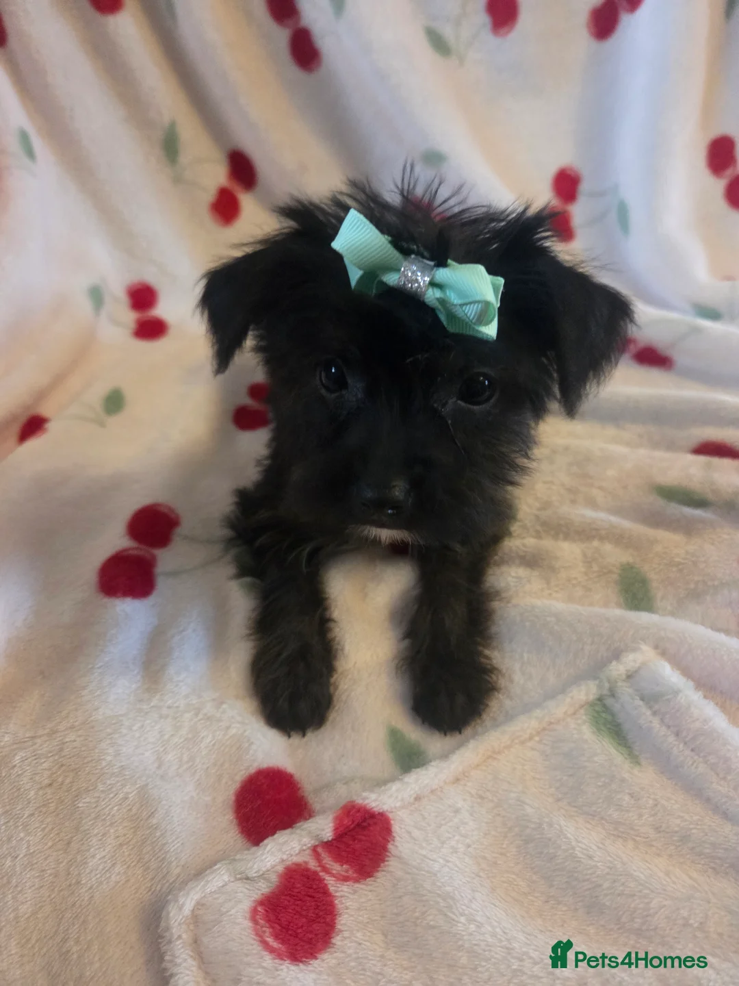 Mixed Breed dogs for sale: Yorkshireterrier xjackrussell  - Advert 14