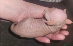 Sphynx cats for sale: Rare red tabby sphynx  - Image 17