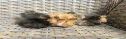 Guinea Pig rodents for sale: 3 Handsome long haired male guinea pigs. - Advert 4