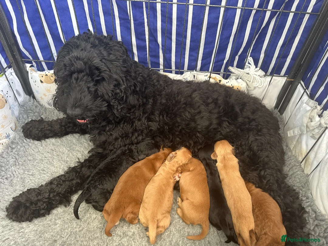 Cockapoo dogs for sale: Stunning cockapoo puppies  - Advert 1
