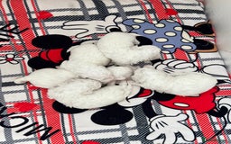 Bichon Frise dogs for sale: Pure Bichon Frise - Image 19