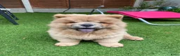 Chow Chow dogs for stud: KC registered Champion Cinnamon Chow Chow stud - Advert 8