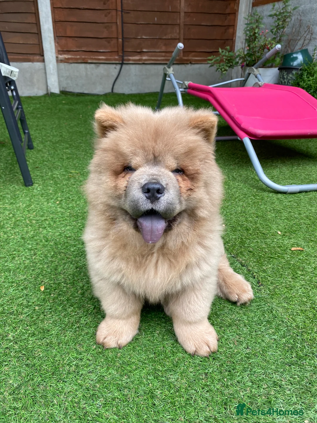 Chow Chow dogs for stud: KC registered Champion Cinnamon Chow Chow stud - Advert 8
