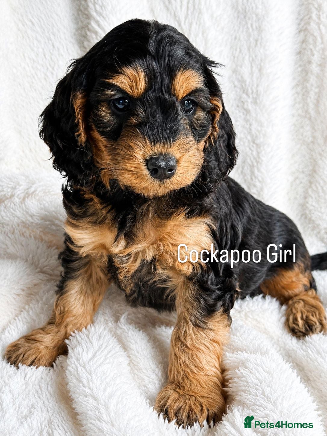 Cockapoo dogs Stunning  F1 Cockapoo black sable  - Advert 1