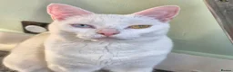 Mixed Breed cats for sale: 5 female cats for sale - Advert 7